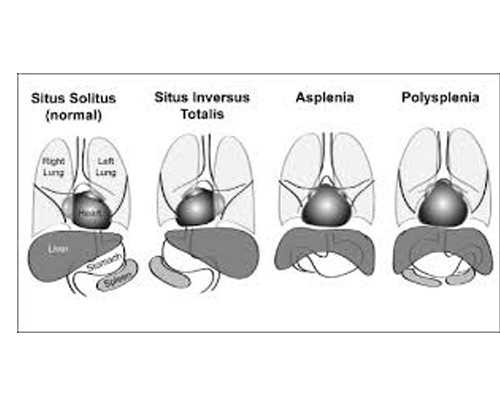 第三代试管婴儿是否可以选择宝宝的性别？