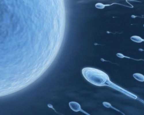 做试管婴儿取卵大概需要多少钱