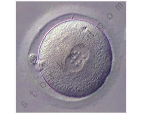 2026乌鲁木齐市妇幼保健院做试管婴儿需要多少钱？附试管生男孩费用一览