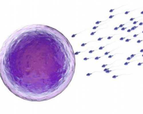 体内的抗核抗体与不孕不育有什么关系？~供卵包男孩