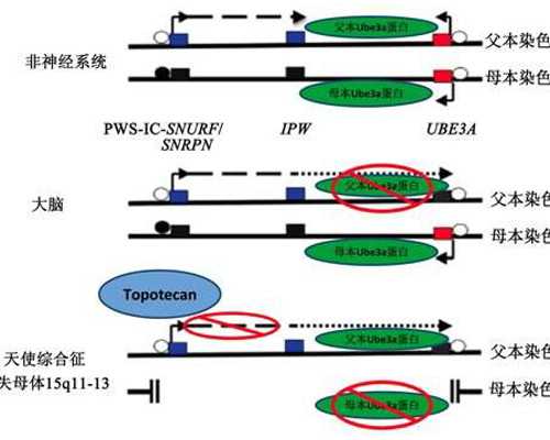 精子库试管婴儿概率试管婴儿现在一般花多少钱
