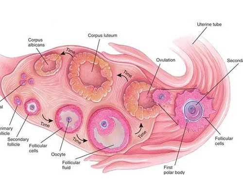 柿子的功效与作用