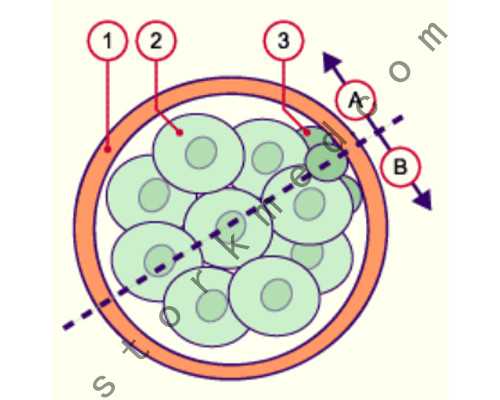 孕妇吃菠菜胎儿真的会变傻吗，一起来看看具体怎么回事