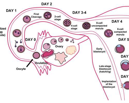 美卓乐吃多久停用有限制，超过这个时间副作用会出现