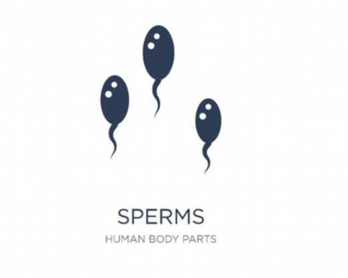 黑豆与黑芸豆的区别有哪些?