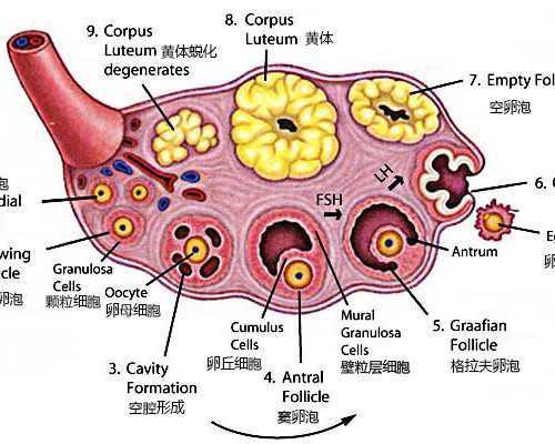 做一次三代试管怀孕双胞胎和一胎的价格相差多少？