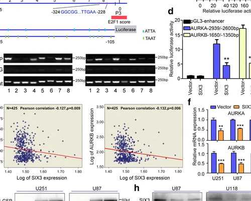做试管婴儿的限制有什么