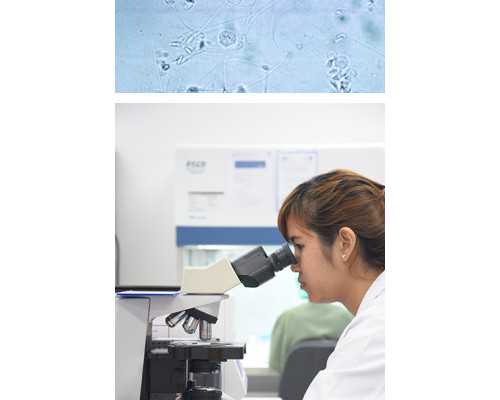 上海仁济和红房子医院试管哪个好？