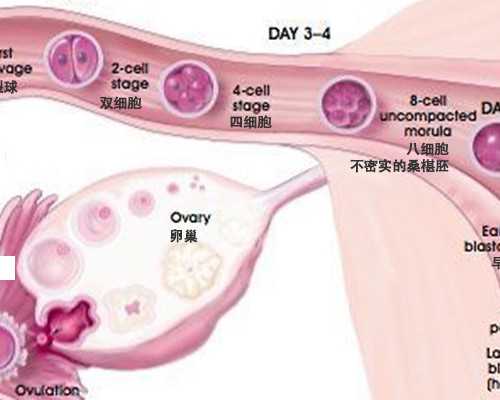 通过三代试管PGT技术筛查囊胚一般有几种结果？